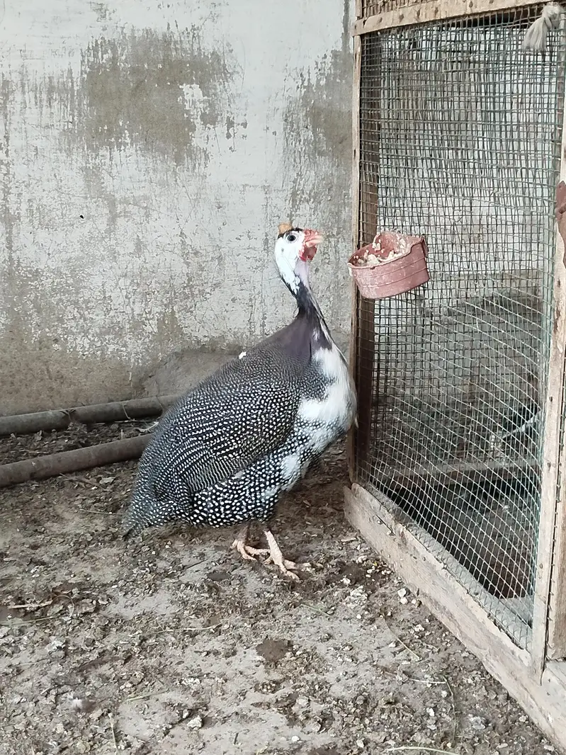 Guinea fowl Cheeni murghi — photo 2