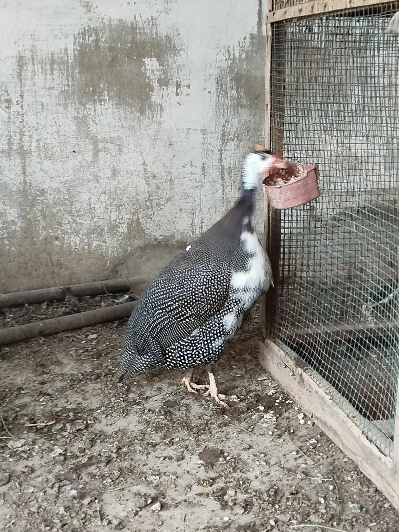 Guinea fowl Cheeni murghi — photo 3