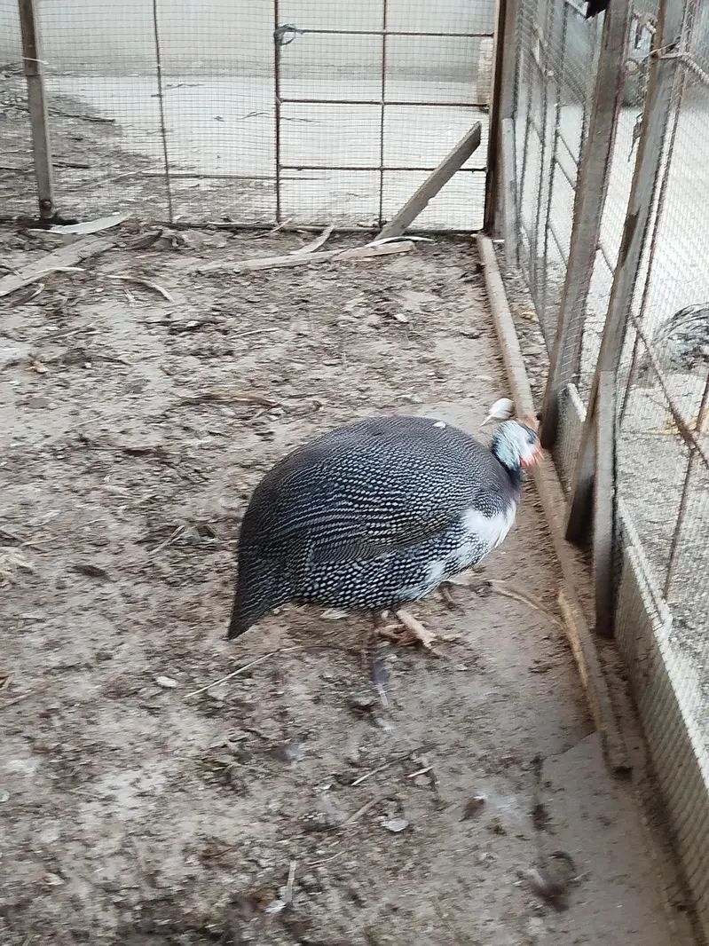 Guinea fowl Cheeni murghi — photo 4
