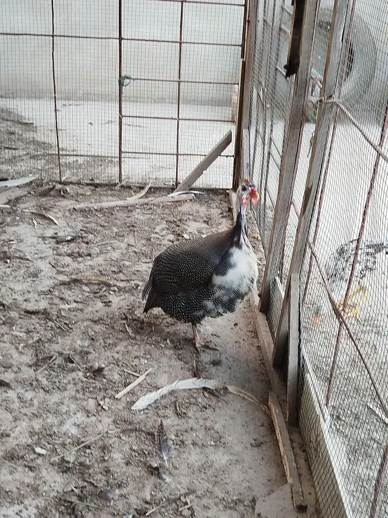 Guinea fowl Cheeni murghi — photo 5