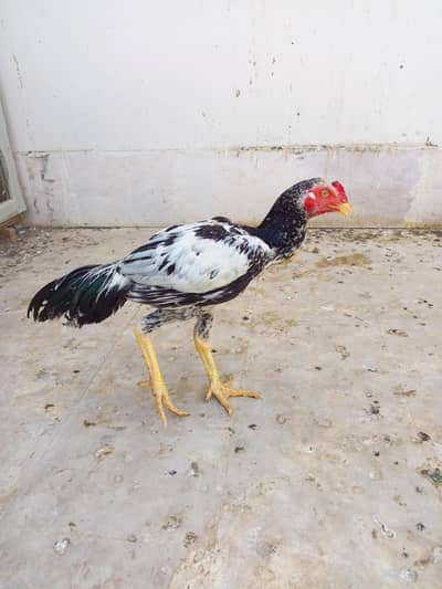 Aseel patha for sale. .