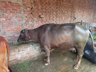 buri Maj 8kg milk