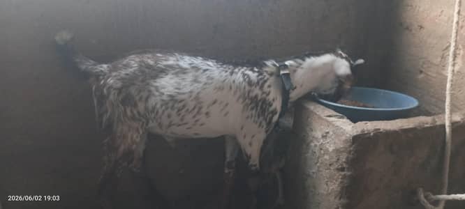 chini color wala teddy male jatan bakri for sale