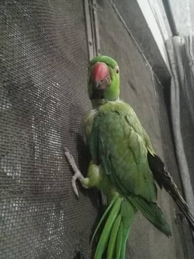 cute bird talking bird