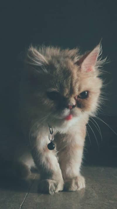 urgent sale punch face kitten triple coated