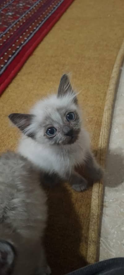 Siamese kitten