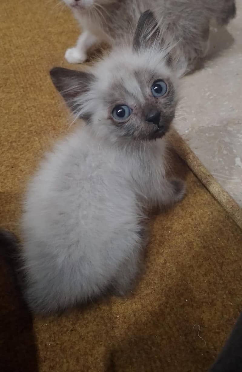 Siamese kitten 1