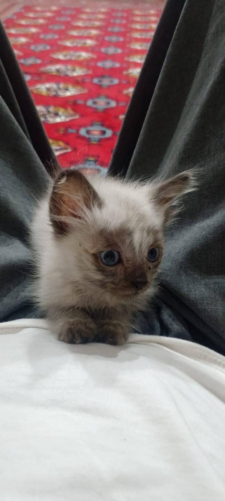 Siamese kitten 2