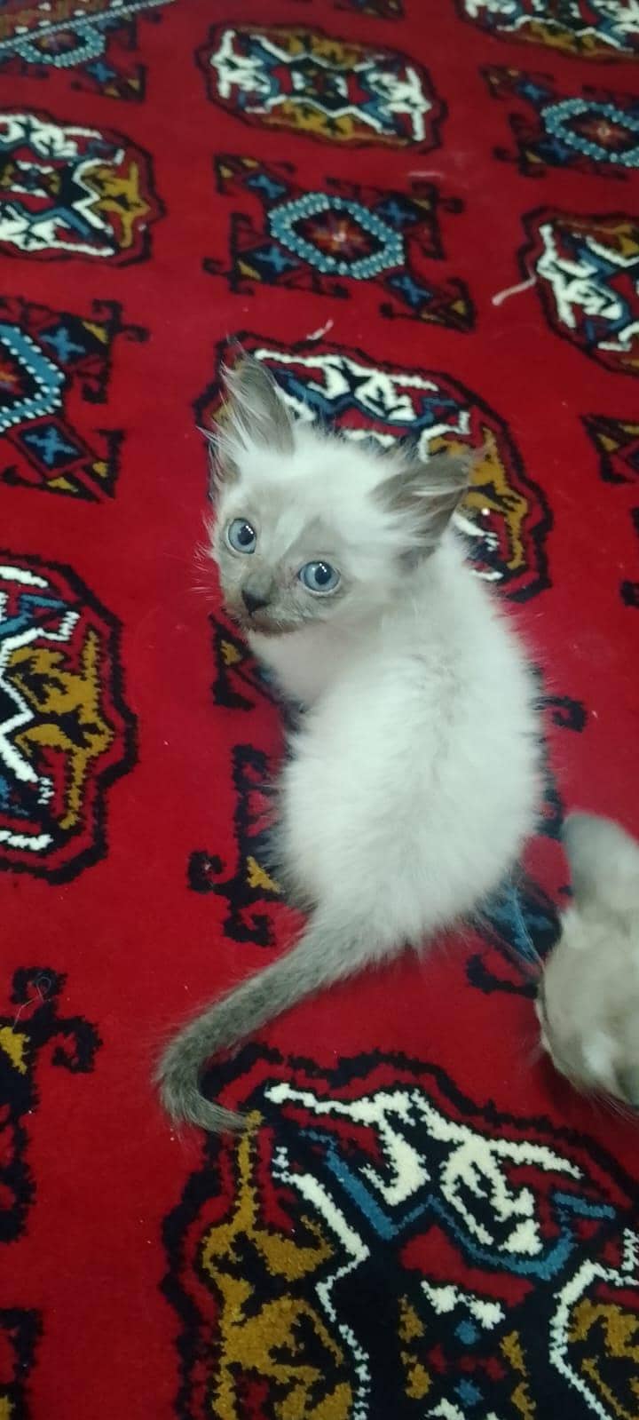 Siamese kitten 3