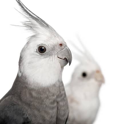 hand tame cockatiel and INO cockatiel