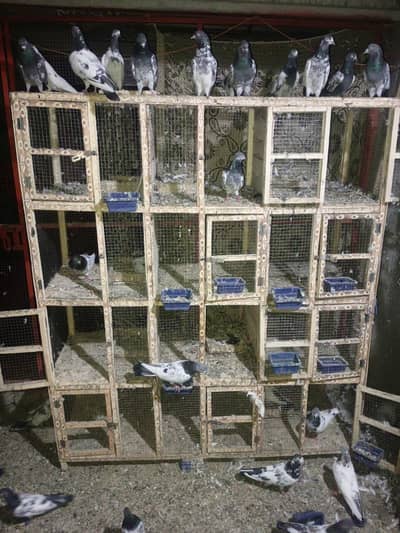 12 box cage 2 pic