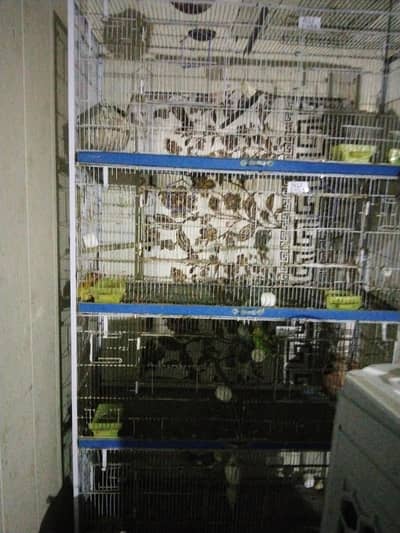 cage pinjra birds cage pinjra