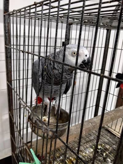 grey bounded pair