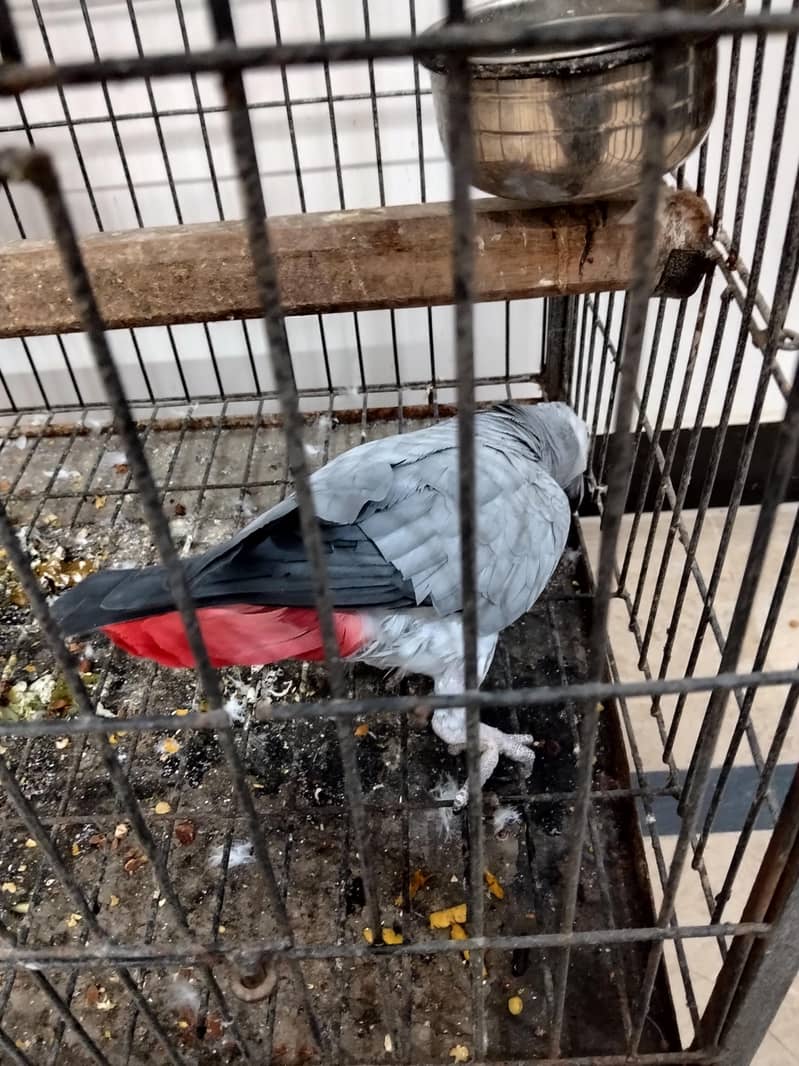 grey bounded pair 3