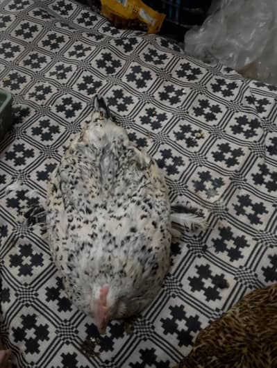 Millie fleur hen required 6 month plus