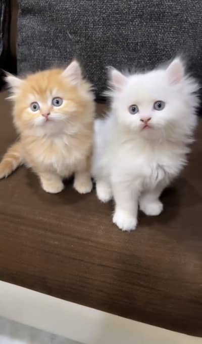 Quality Persian Punchface cat & kitten. moreWhatsApp 03286040437