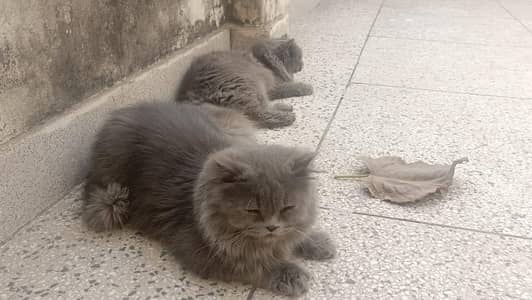 Gray Persian Triple Coated pair for adoption  | Bounded pair