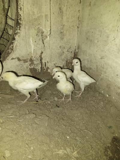 Paper White Top Quality breed
