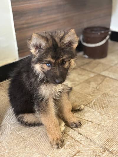 black and Brown German Shepherd