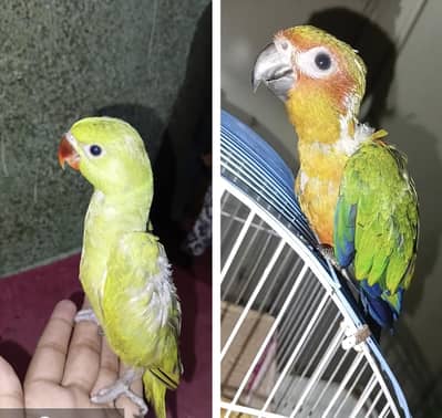 Green ringneck & jhanda conure