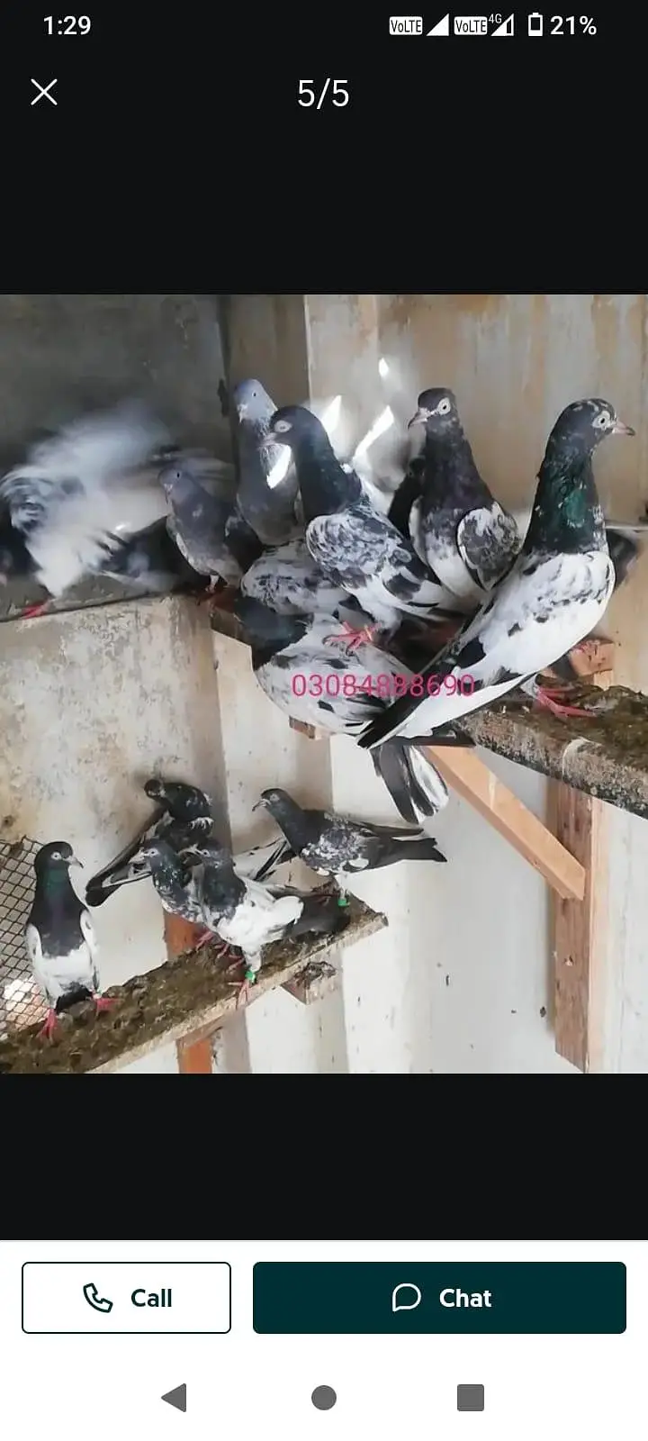 Royal /Baglay Taddy patha pathi in lahore — photo 3