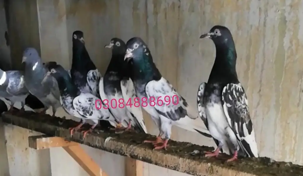 Royal /Baglay Taddy patha pathi in lahore — photo 4
