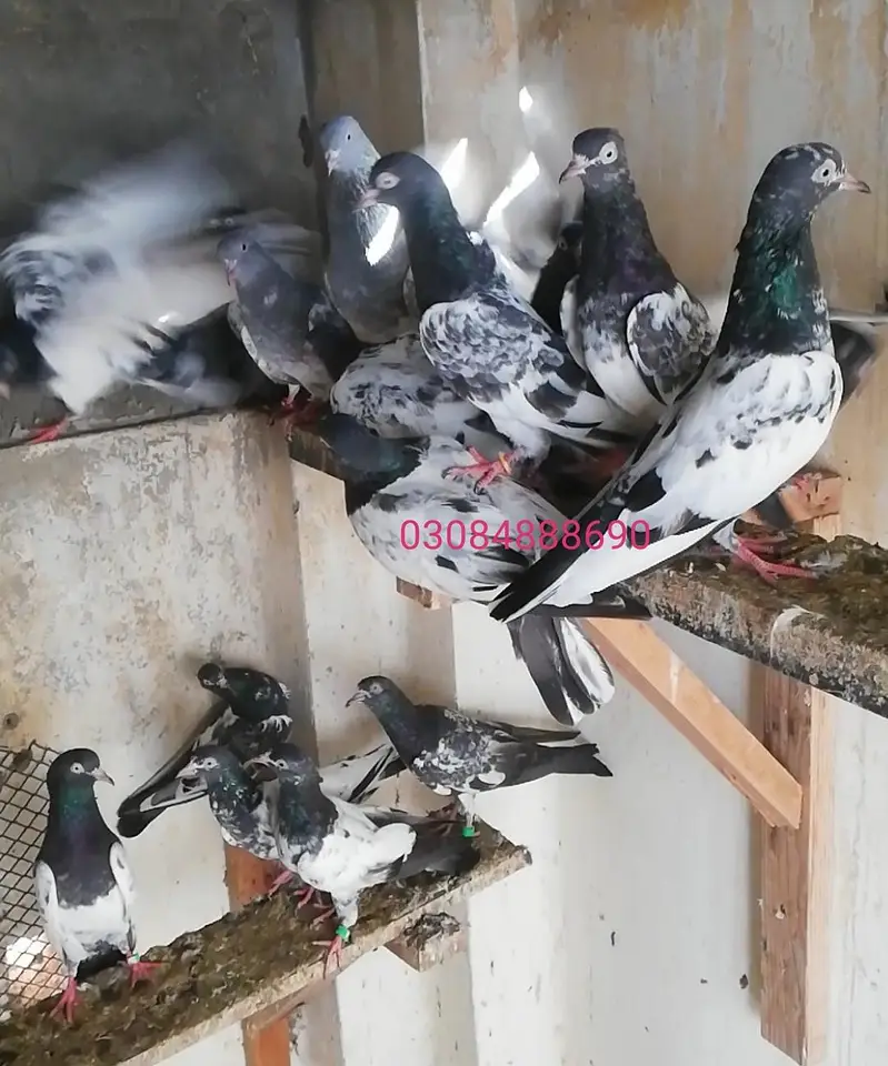 Royal /Baglay Taddy patha pathi in lahore — photo 5