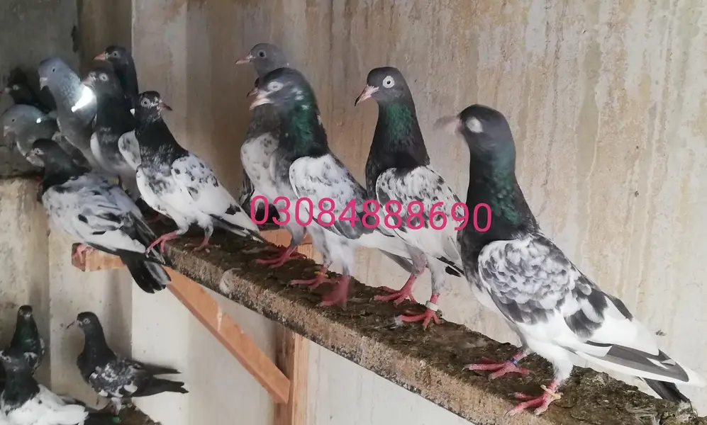 Royal /Baglay Taddy patha pathi in lahore — photo 6