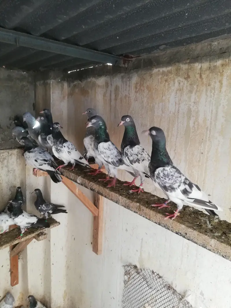Royal /Baglay Taddy patha pathi in lahore — photo 7