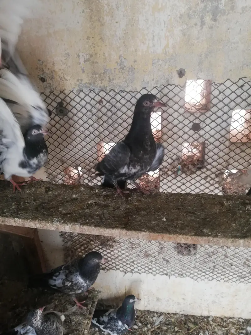 Royal /Baglay Taddy patha pathi in lahore — photo 8