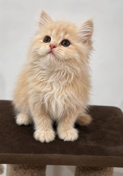 Urgent sale last one in the litter!