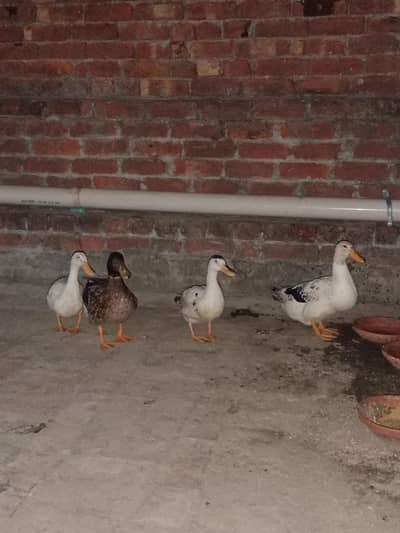 5 duck for sale hai andhay deti hai