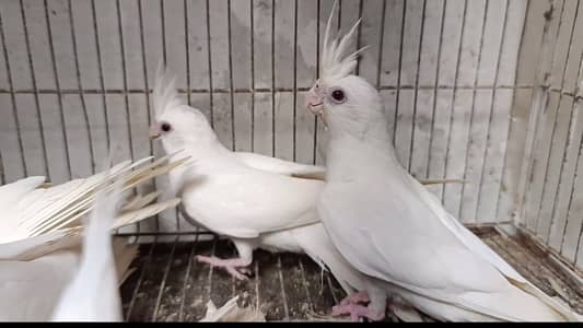 Cocktail, hogoromo،lovebird,ringneck for sale