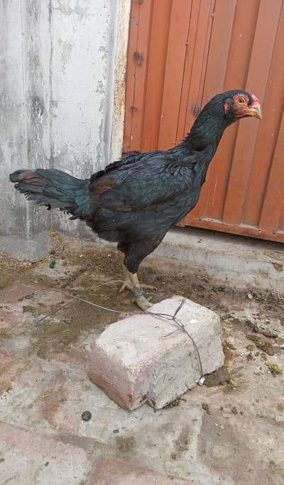 Thai aseel for sale in lahore
