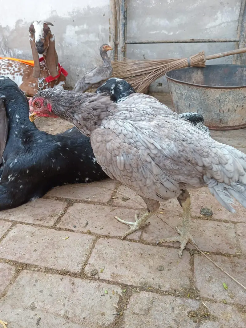 Thai aseel for sale in lahore — photo 5