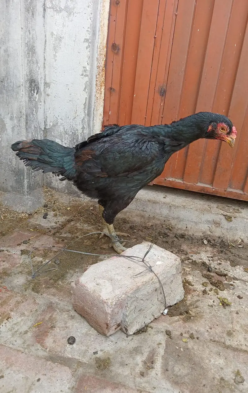 Thai aseel for sale in lahore — photo 8