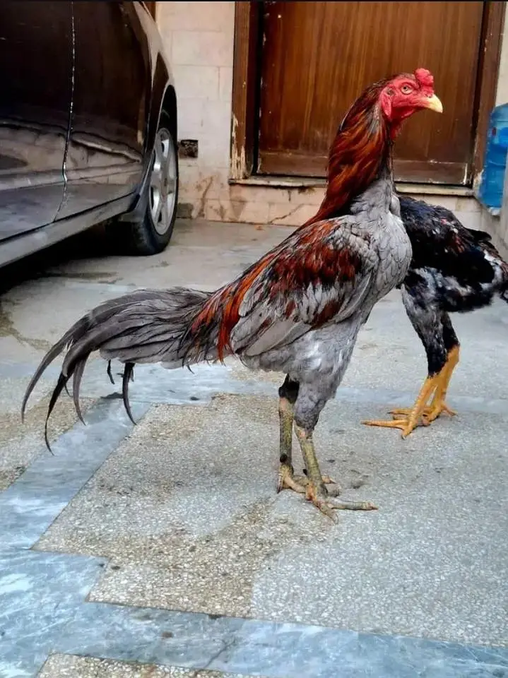 Thai aseel for sale in lahore — photo 9
