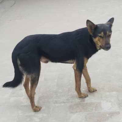 German Shepherd Alsatian gross
