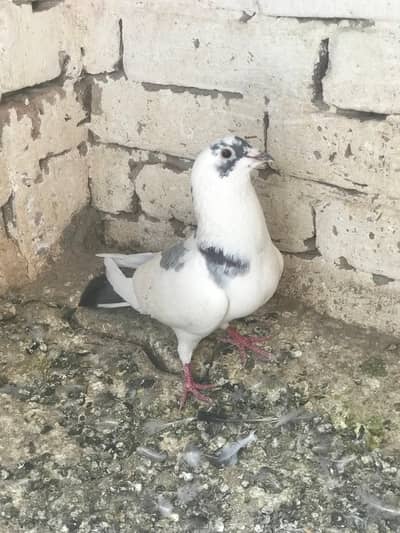 1 chanara male 1 qasid male for sale Lara Hoya ha graunty ka sath pak