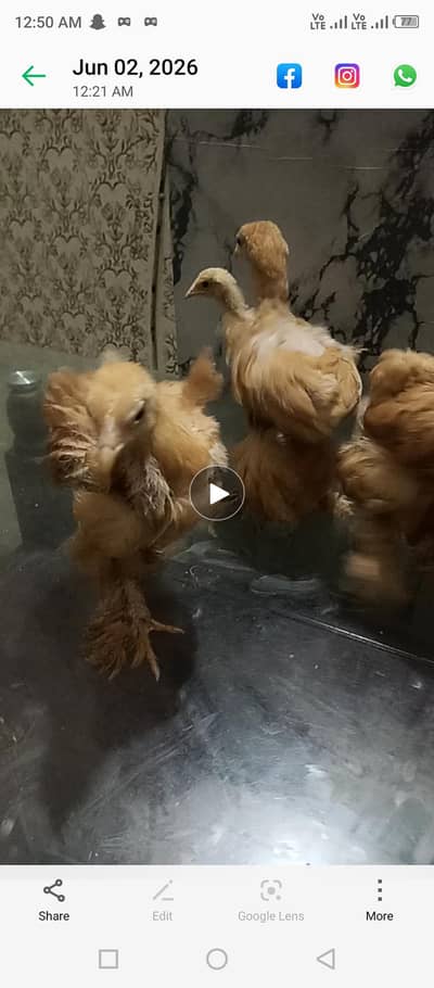 Golden buff and white aseel
