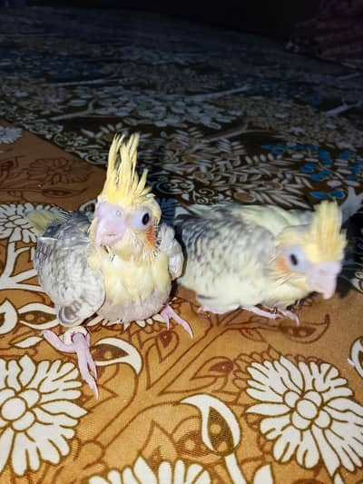 Cocktail babies