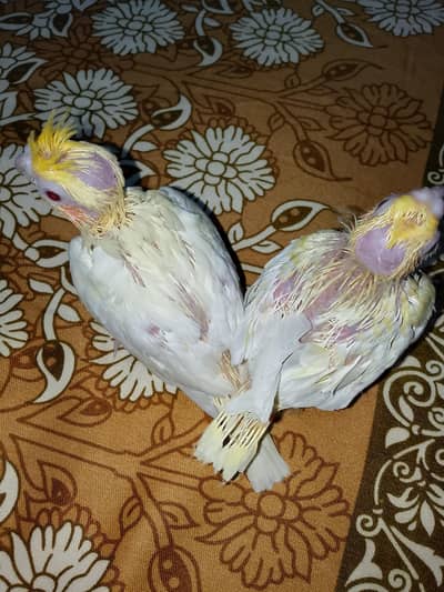 Cocktail babies