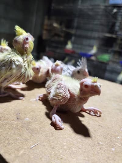 cream coctail babies