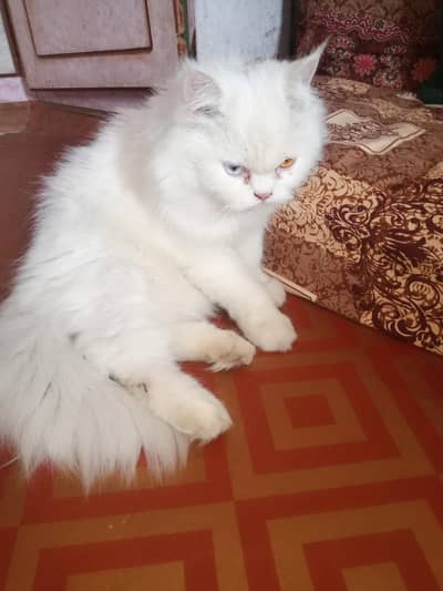 Oudh eyes breeder female