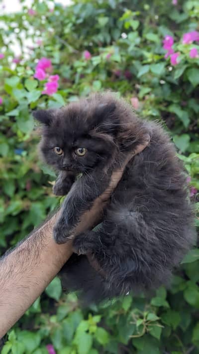 cat kittens
