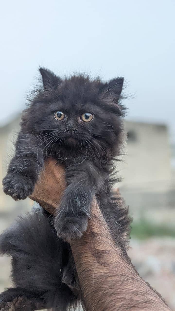 Persian kittnes | long coat | punch face | Persian kittnes for sale 2