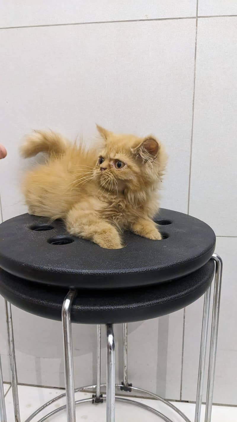Persian kittnes | long coat | punch face | Persian kittnes for sale 3