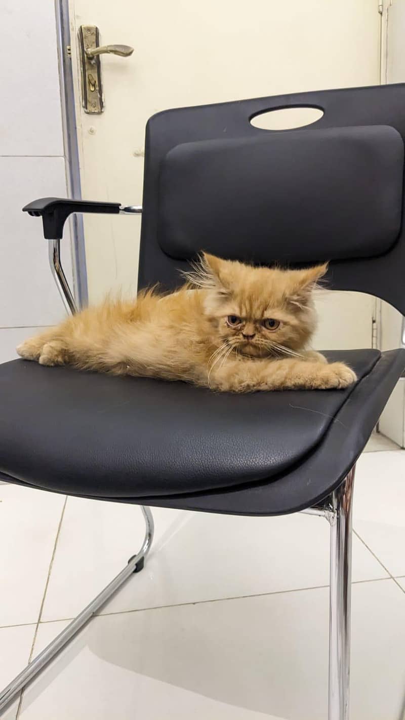 Persian kittnes | long coat | punch face | Persian kittnes for sale 4