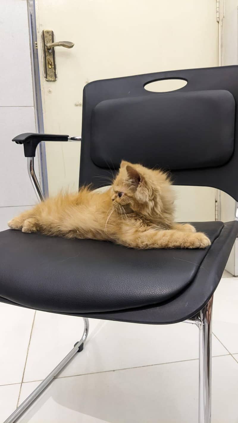 Persian kittnes | long coat | punch face | Persian kittnes for sale 5