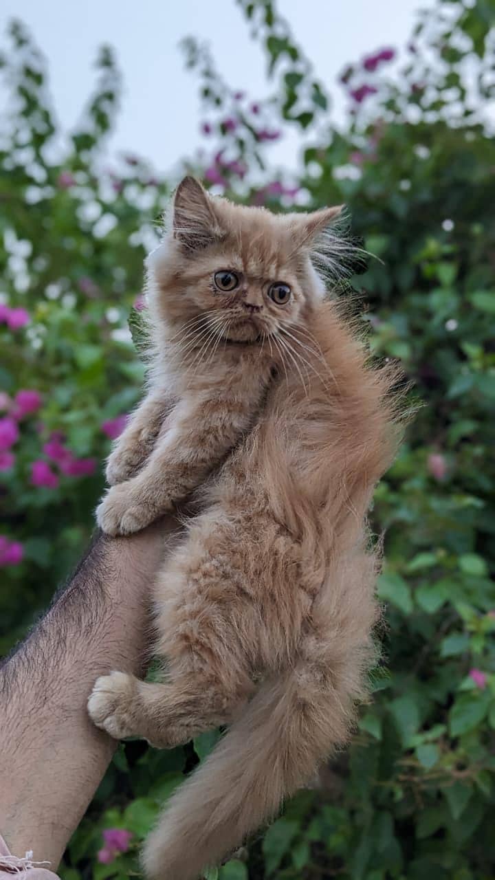 Persian kittnes | long coat | punch face | Persian kittnes for sale 6